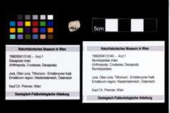 Foto (Objekt + Etikett) von Mundopsidae indet.  (NHMW-GEO-1990-0041-3140)